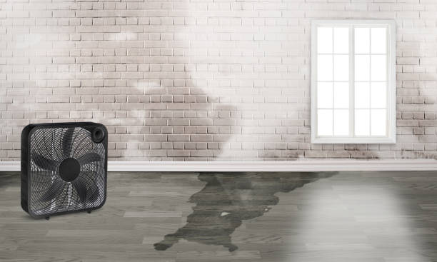 Best Water damage restoration near me  in Rossville, IN