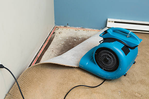 Best Carpet water damage restoration  in Rossville, IN